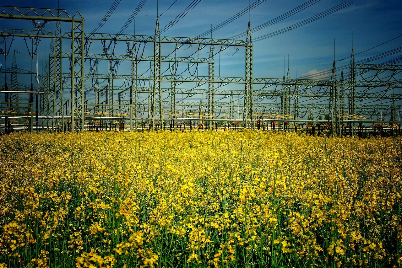 Electrical utility infrastructure beyond a field of yellow flowers