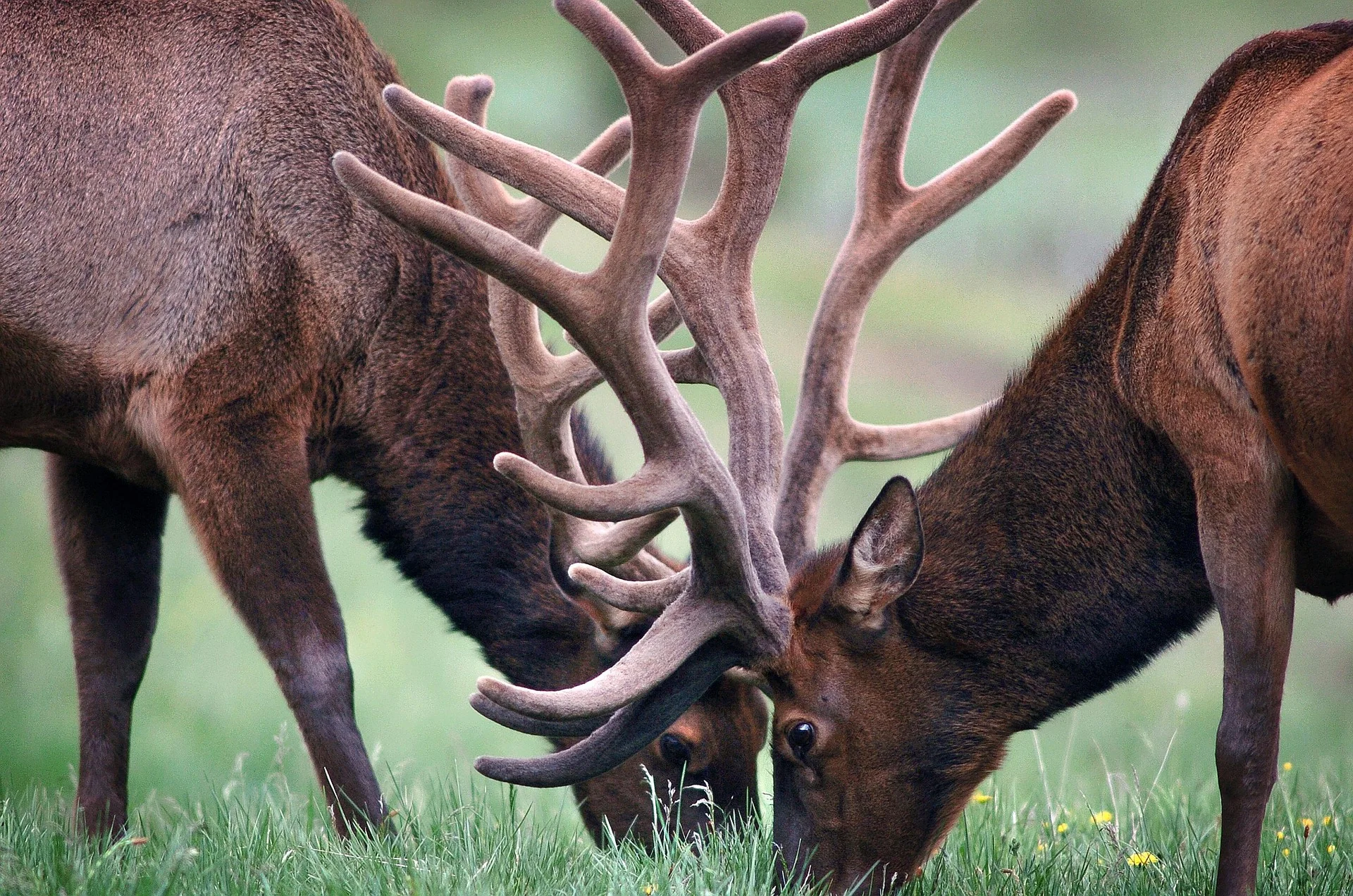 Elk grazing together in a meadow